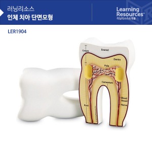 인체 치아 단면 모형 [LER1904]/ee