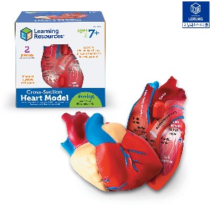 인체 심장 단면 모형 [LER1902]