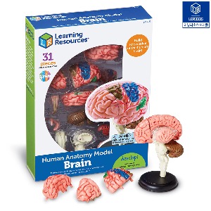 해부 모델 모형 뇌 [LER3335]